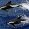 5 Fakta Tentang Hourglass Dolphin yang Mungkin Belum Kamu Ketahui 