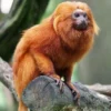 6 Jenis Monyet Dunia Baru, yang Sangat Unik dan Eksotis 