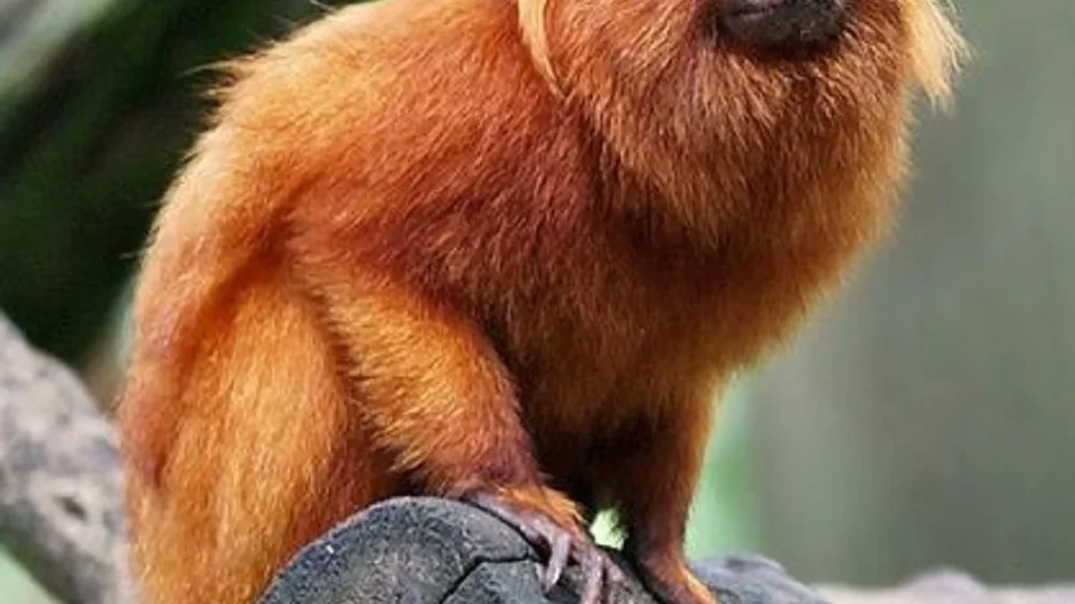 6 Jenis Monyet Dunia Baru, yang Sangat Unik dan Eksotis 