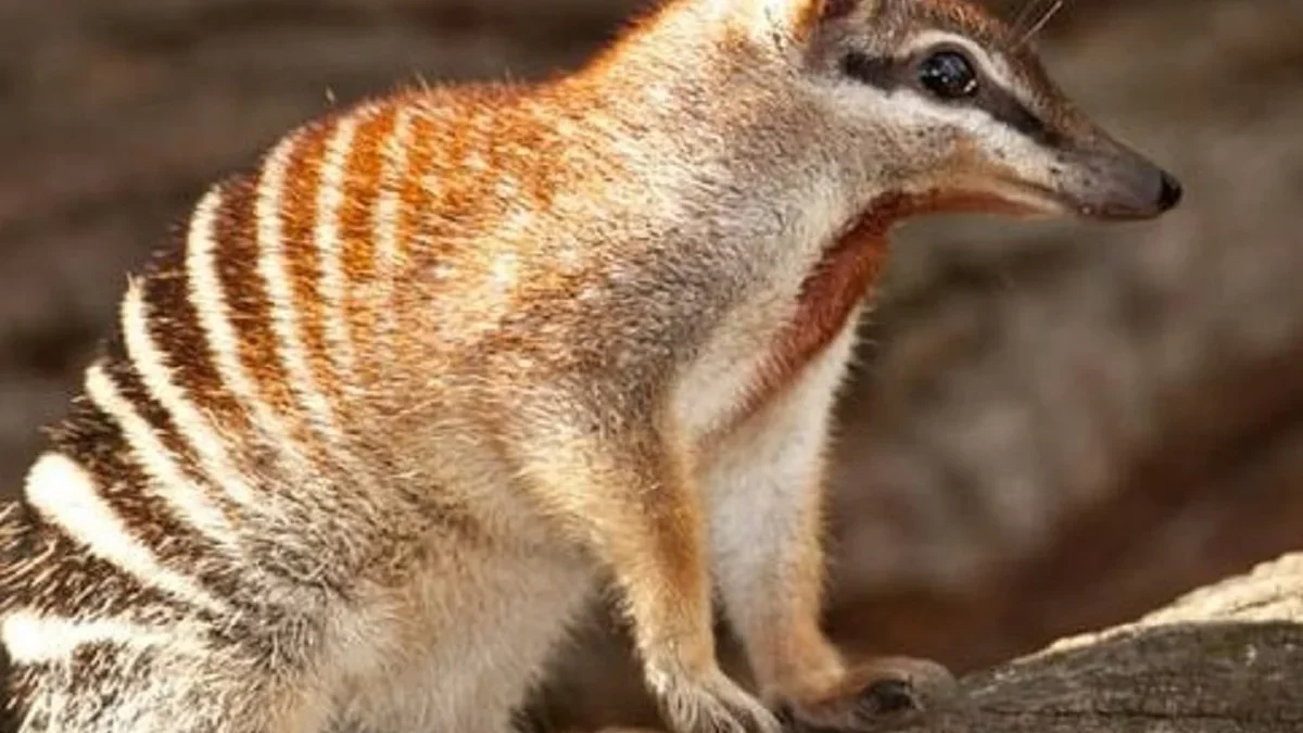 Apa Itu Hewan Numbat ? Sejenis Hewan Marsupial yang Terancam Punah Berikut Adalah Pembahasan