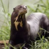 6 Fakta Menarik Tentang Pteronura Brasiliensis, atau Giant Otter 