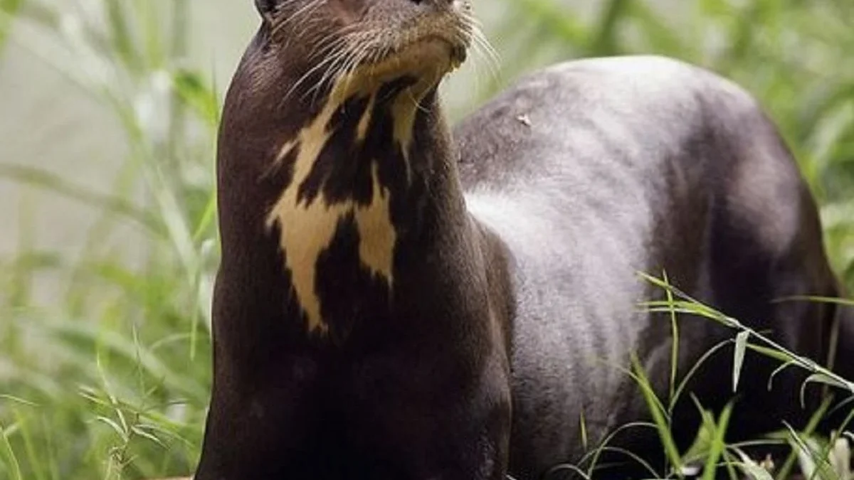 6 Fakta Menarik Tentang Pteronura Brasiliensis, atau Giant Otter 