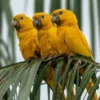 5 Fakta Tentang Guaruba guarouba, Jenis Burung Parkit yang Memiliki Warna yang Sangat Cantik 