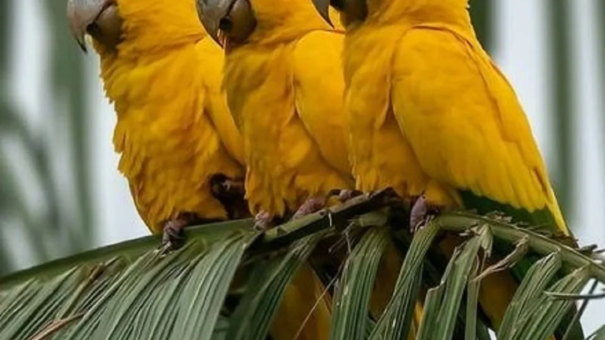 5 Fakta Tentang Guaruba guarouba, Jenis Burung Parkit yang Memiliki Warna yang Sangat Cantik 