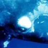 Belum Banyak diketahui Tentang Hewan Laut Ini ! Pembahasan Tentang Pygmy Right Whale 