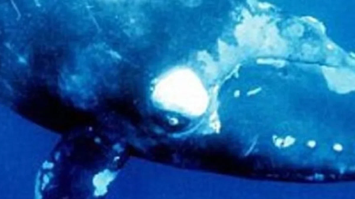 Belum Banyak diketahui Tentang Hewan Laut Ini ! Pembahasan Tentang Pygmy Right Whale 