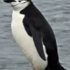 Mari Mengenal Mengenal Chinstrap Penguin yang Harus Kamu Ketahui 