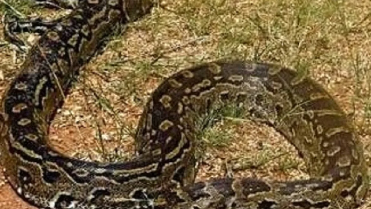 Bisa Memiliki Tubuh yang Sangat Besar, 7 Fakta Tentang Python Sebae 