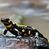 5 Fakta Menakjubkan Tentang Lake Patzcuaro Salamander, Hewan Endemik di Danau Patzcuaro 