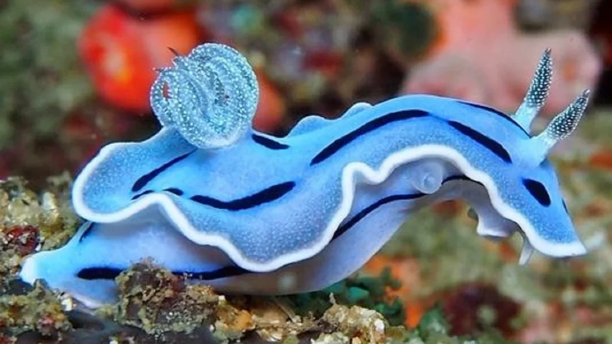 5 Fakta Menarik Tentang Nudibranch, Jenis Siput Laut yang Memiliki Warna yang Cerah 