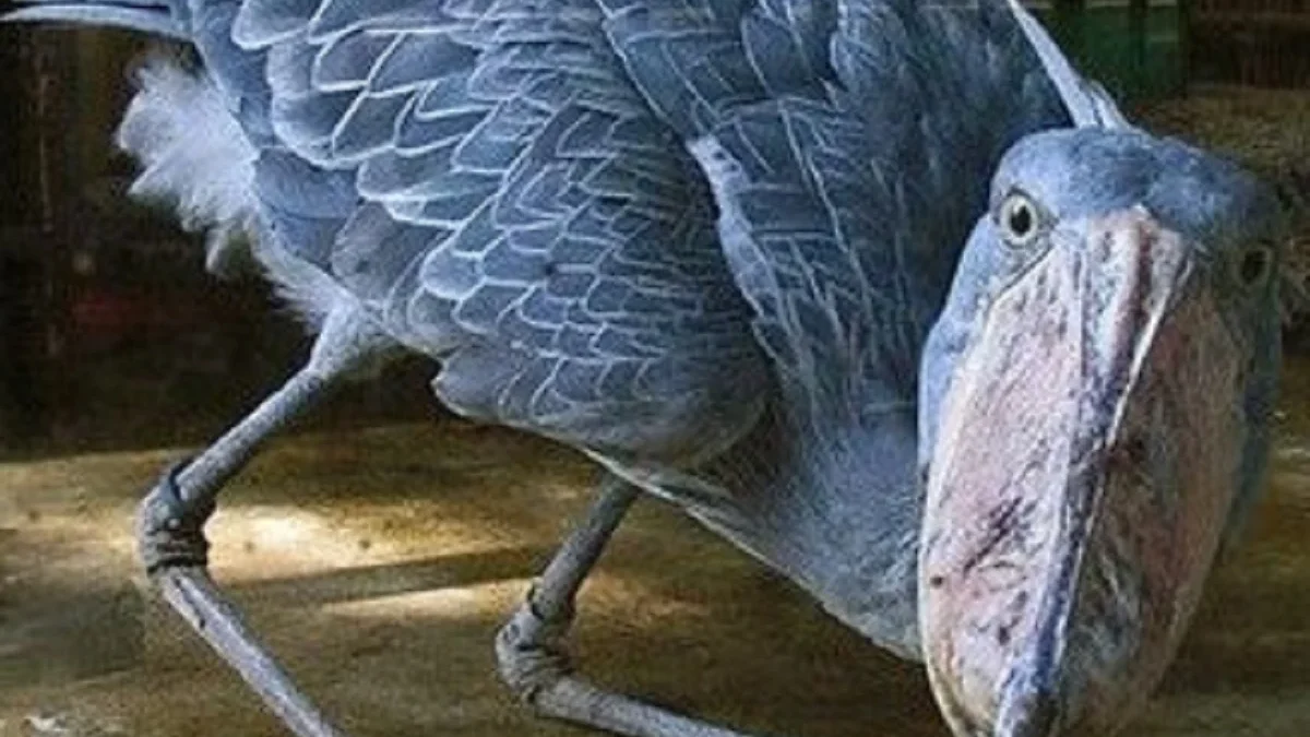 5 Fakta Tentang Shoebill, Jenis Burung Bangau yang Memiliki Paruh yang Kuat