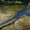 5 Fakta Mengenai Largetooth Sawfish, Hiu Unik Karena Memiliki Moncong Seperti Gergaji 