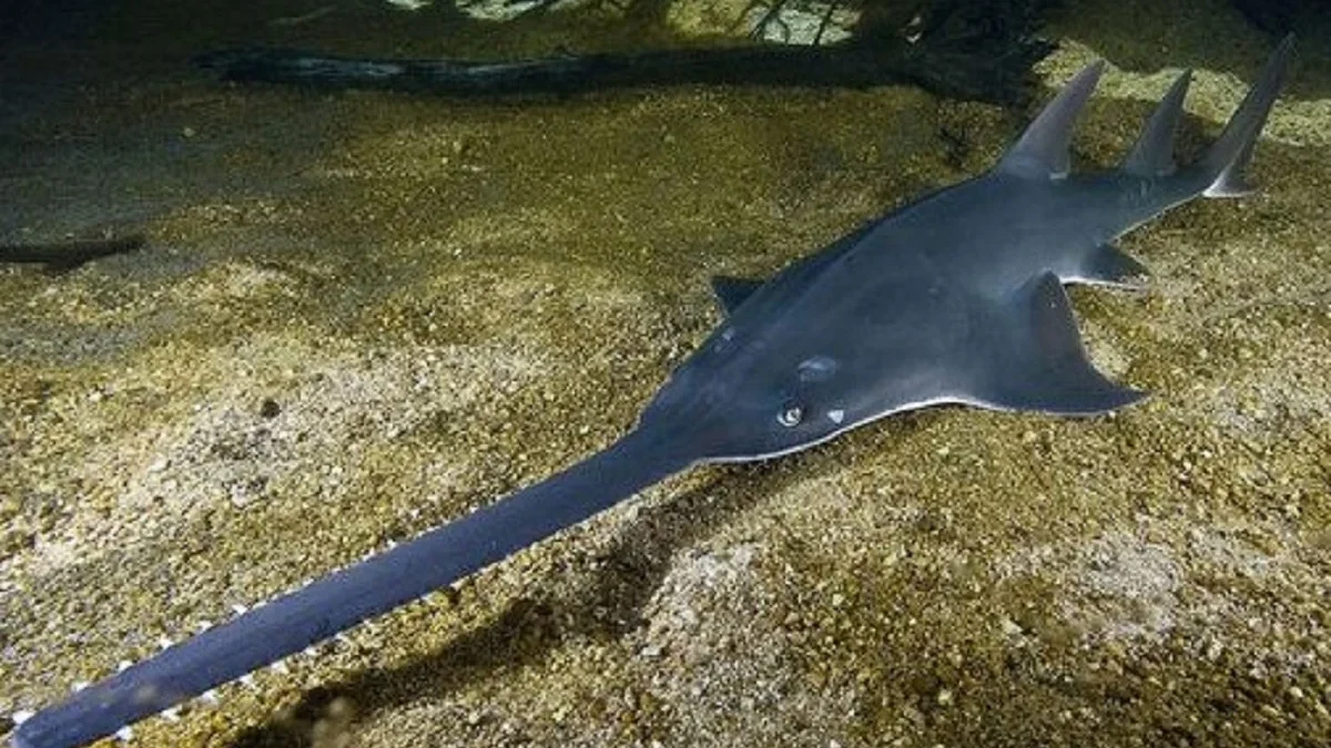5 Fakta Mengenai Largetooth Sawfish, Hiu Unik Karena Memiliki Moncong Seperti Gergaji 
