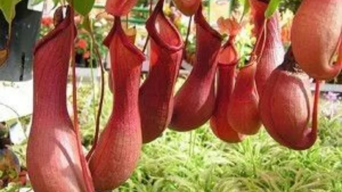 Rekomendasi tanaman karnivora, tanaman hias yang unik dan berbeda
