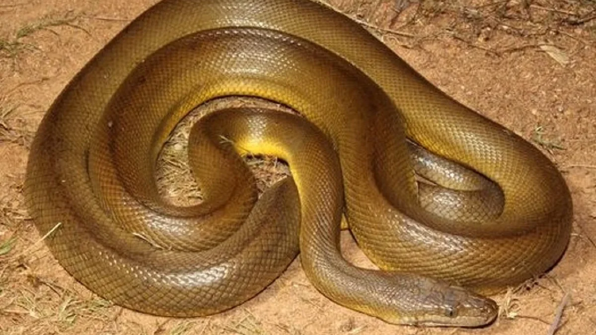 6 Fakta Mengenai Liasis,Sejenis Keluarga Pythonidae 