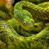 5 Fakta Menarik Tentang Ular Spiny Bush Viper, Jenis Ular Berbisa yang Sangat Cantik 