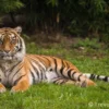 Harimau Jawa: Keindahan dan Keganasan yang Memukau