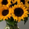 Cara Menanam Bunga Matahari dari Biji, Lengkap Cocok Buat Pemula!