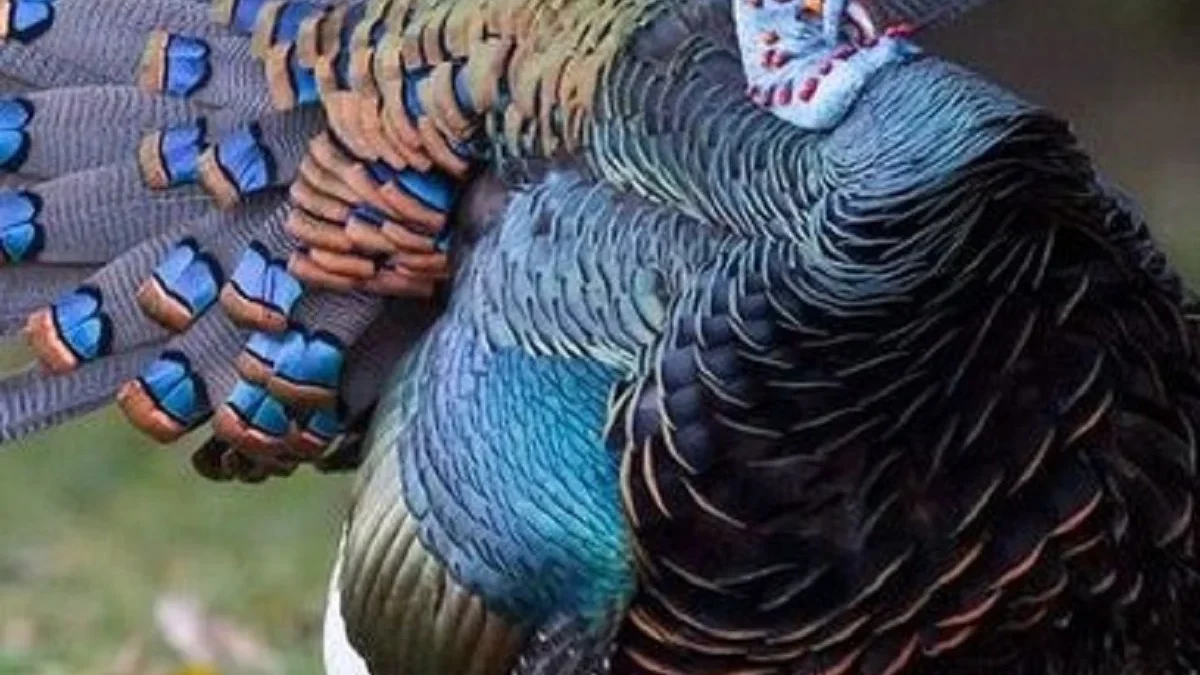 Mari Mengenal Ayam Kalkun Meleagris Ocellata dan Berikut Ini adalah 5 Fakta Menarik nya
