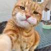 Jangan Abaikan Tanda Ini, Cara Membaca 5 Bahasa Tubuh Kucing Peliharaan, Tanda Kucing Sedang Berbicara!