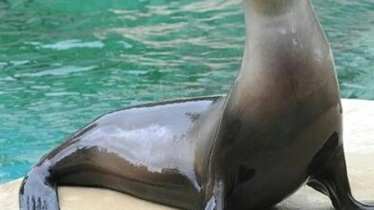 5 Fakta Anjing Laut, Hewan Laut yang Bisa Menyelam Sampai Kedalaman 900 Meter 