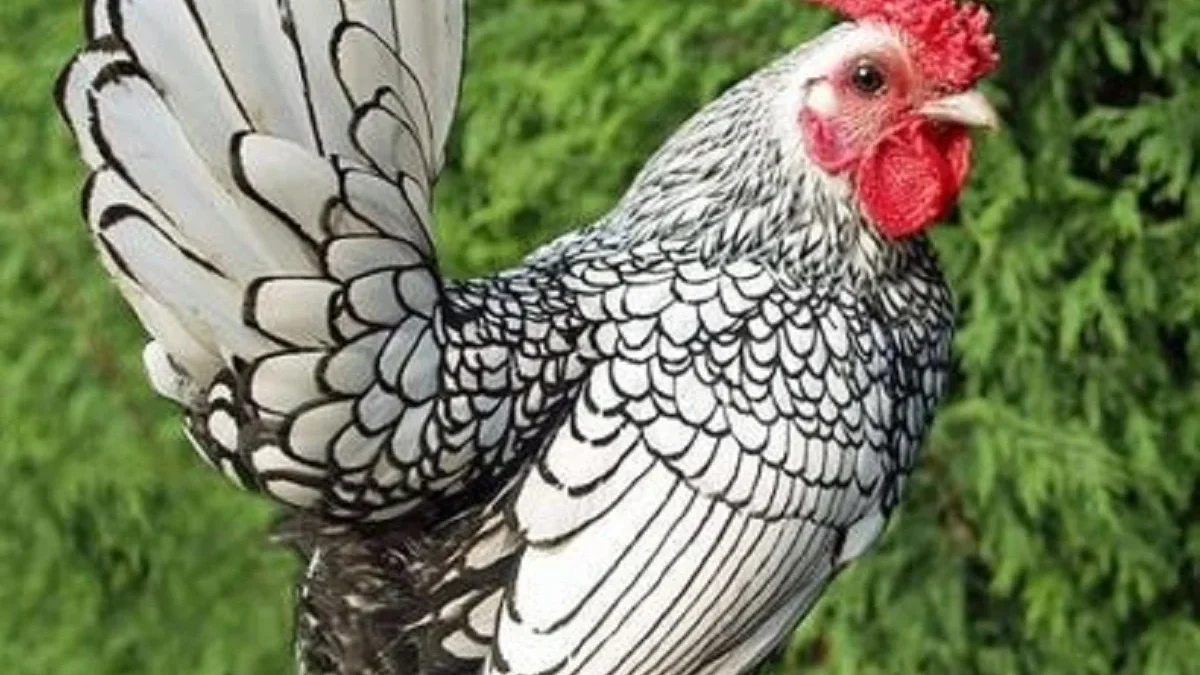 Jenis Ayam Hias yang Cocok Dipelihara yang Sangat Lucu Serta Eksotis