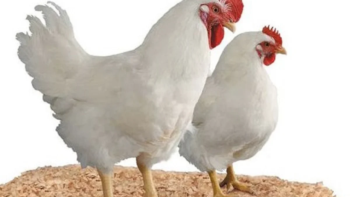 Menjadi Bahan Pangan, Fakta Mengenai Ayam Broiler, Jenis Ayam yang Biasa Dikonsumsi Sehari-hari Oleh Manusia