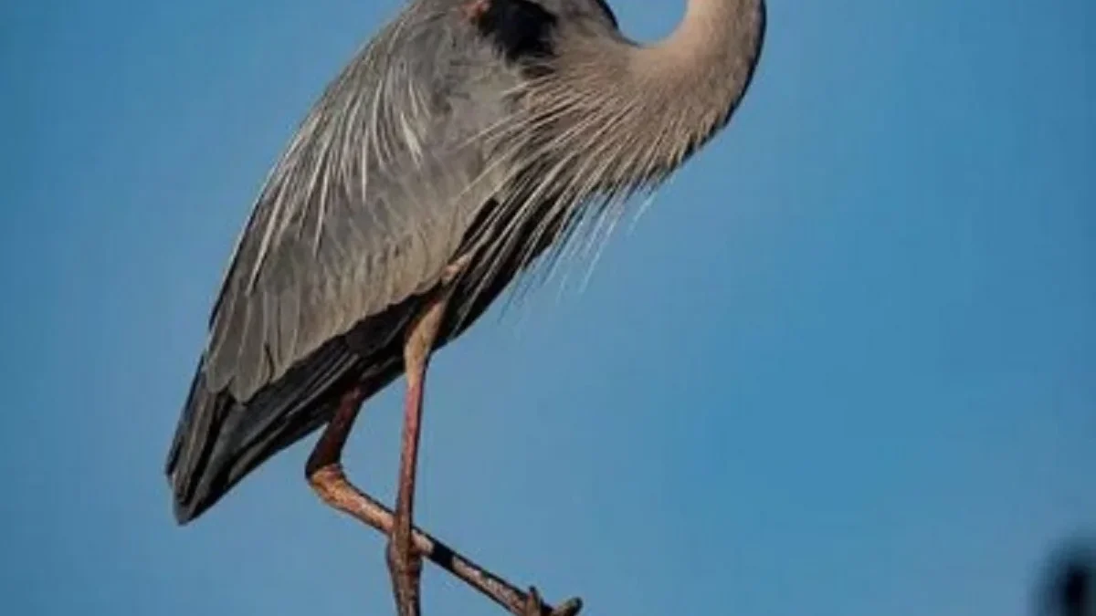 5 Jenis Burung yang Dijumpai di Kanada saat Musim Panas dari Burung Kecil Hingga Unggas Air 