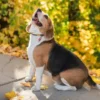 5 Fakta Tentang Anjing Beagle, Anjing Pemburu yang Sangat Ramah 