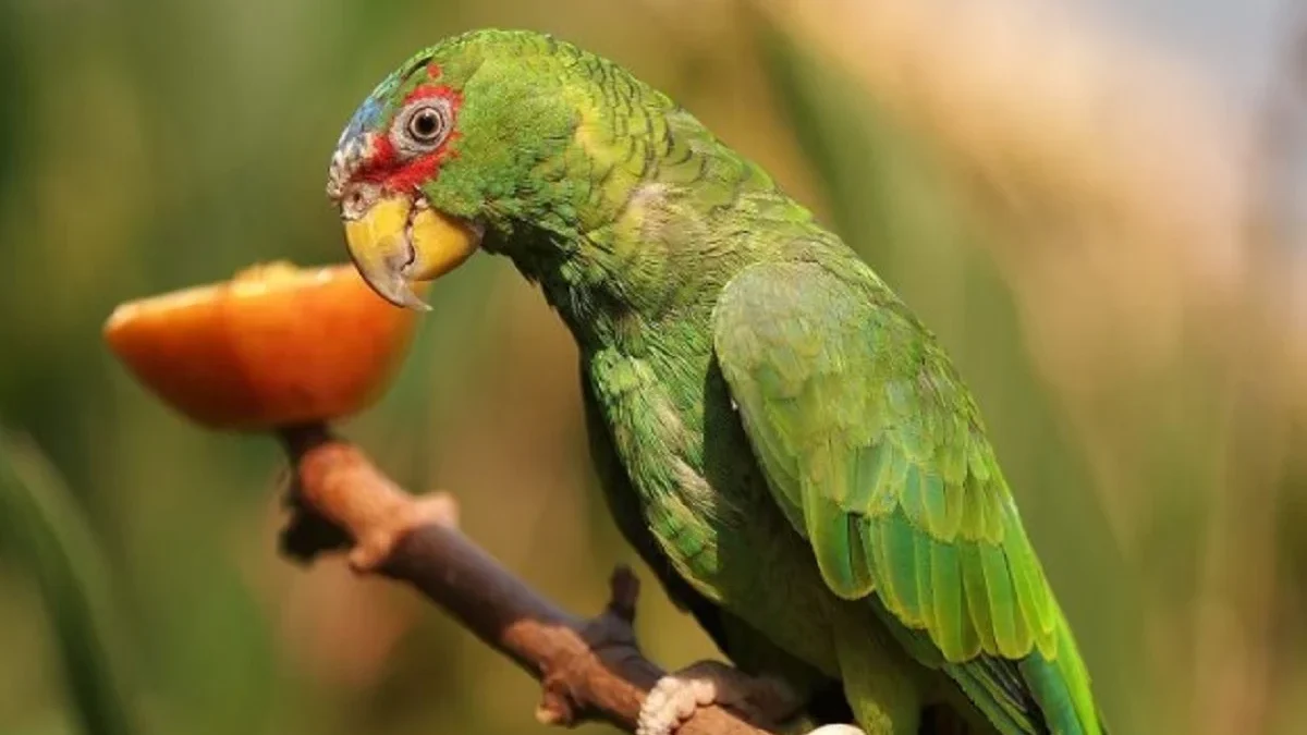 6 Fakta Unik Burung Beo Amazon, Mungkin Belum Kamu Ketahui 