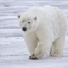 6 Hewan yang Mendiami Kutub Utara yang Sangat Dingin Sekali 
