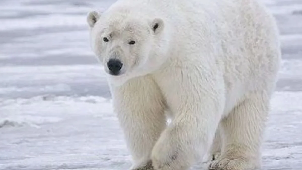 6 Hewan yang Mendiami Kutub Utara yang Sangat Dingin Sekali 