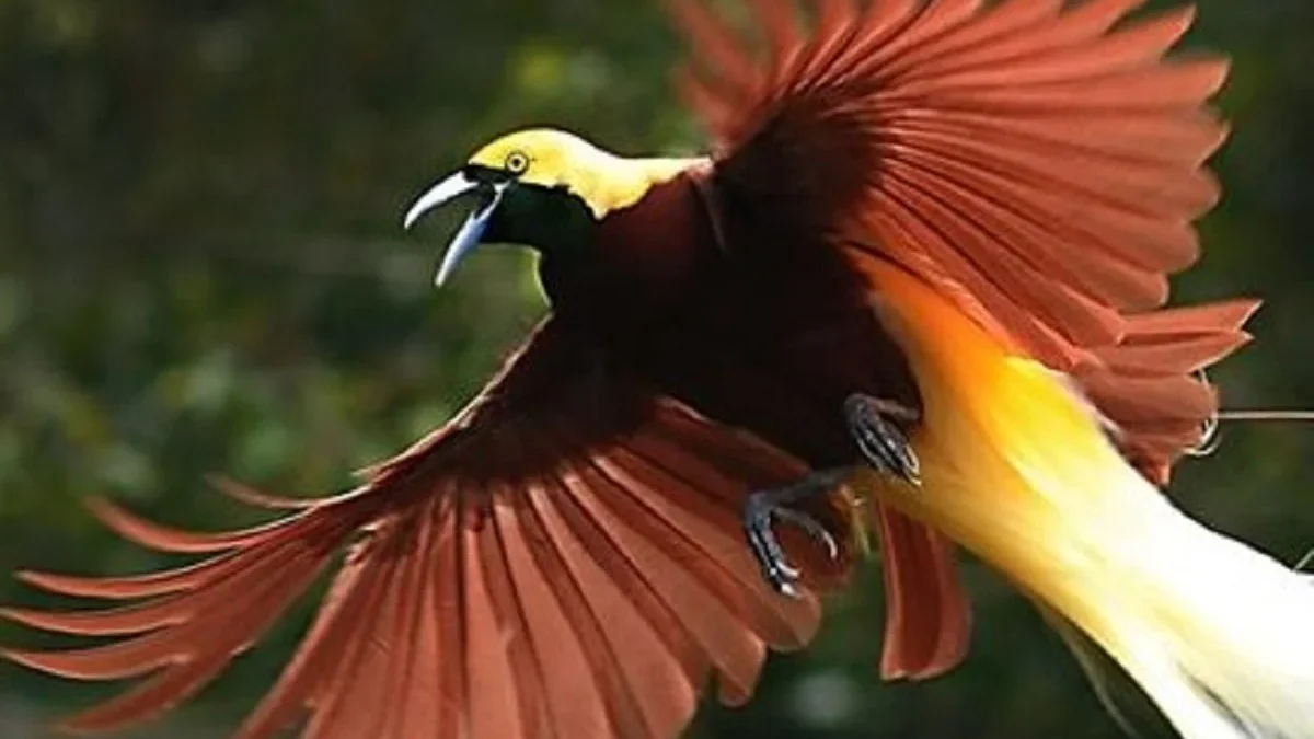 5 Burung  yang Sangat dilindungi di Indonesia dan Sudah ada yang Punah disuatu daerah 