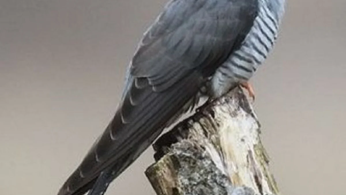 5 Jenis Burung Parasit, Sungguh Sangat Tidak Bertanggung Jawab 
