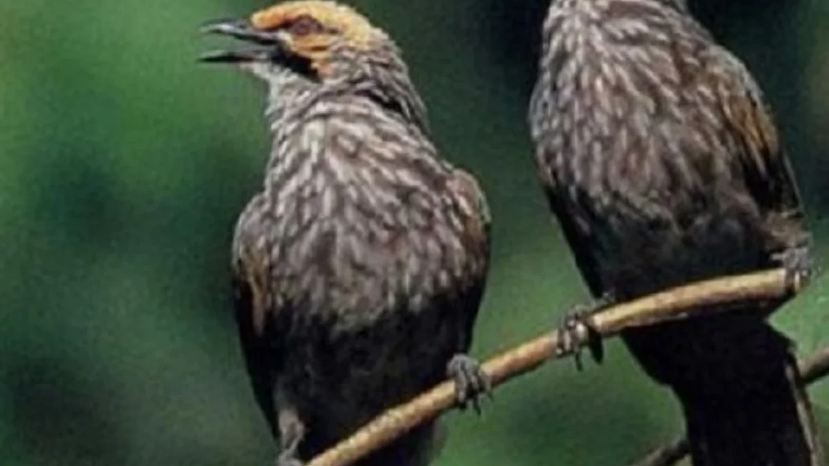 Memiliki Harga yang Sangat Mahal, 8 Jenis Burung Kicau Memiliki Harga Mahal 