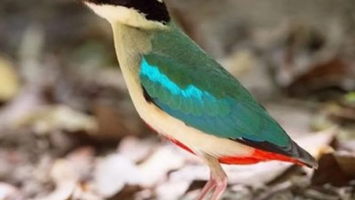 5 Fakta dari Burung Paok Bidadari, Burung yang Mempunyai Warna Paling Indah 