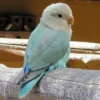Peliharaan yang Ramah dan Menghibur, 8 Rekomendasi Jenis Burung Peliharaan untuk Membuat Rumah Semakin Ramai!