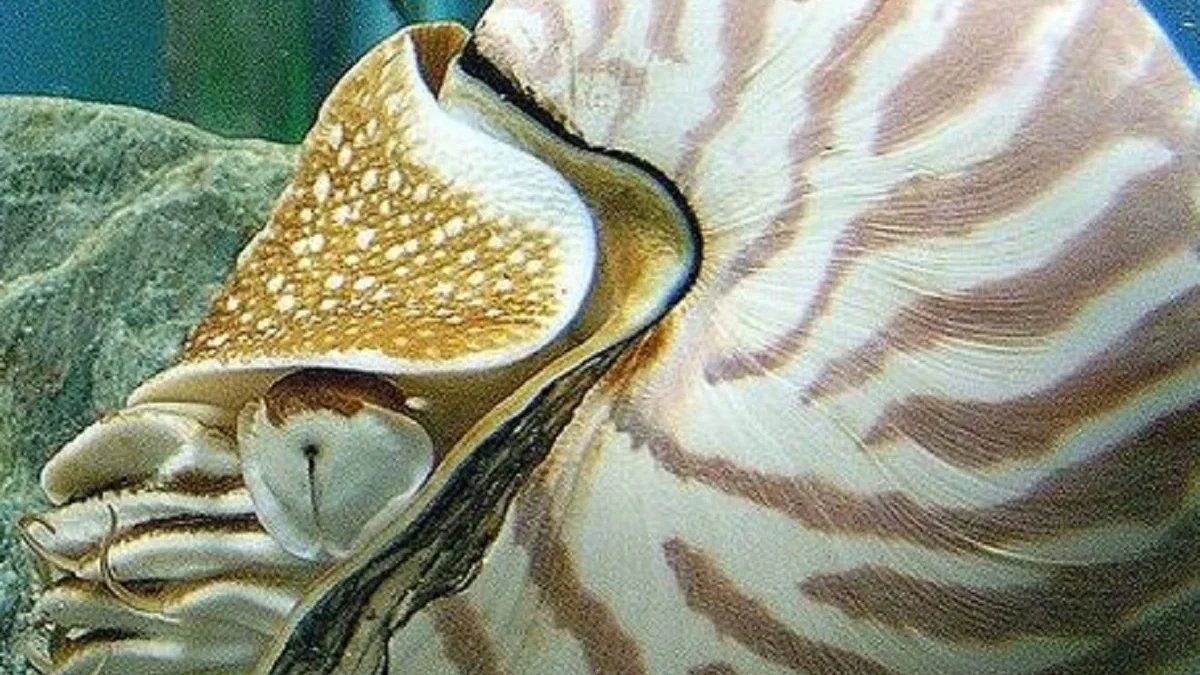 Sangat Unik Sekali, 5 Hewan Laut Berkepala Unik, Ada Hiu Berkepala Berbentuk T 
