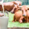 Susu UHT atau Susu Pasteurisasi, Mana yang Lebih Baik?