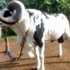 5 Fakta Menarik Domba Garut, Domba Asli Jawa Barat yang Memiliki Daging yang Sangat Enak