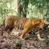 Menguak Fakta: Benarkah Harimau Jawa Masih Berkeliaran di Hutan Jawa?
