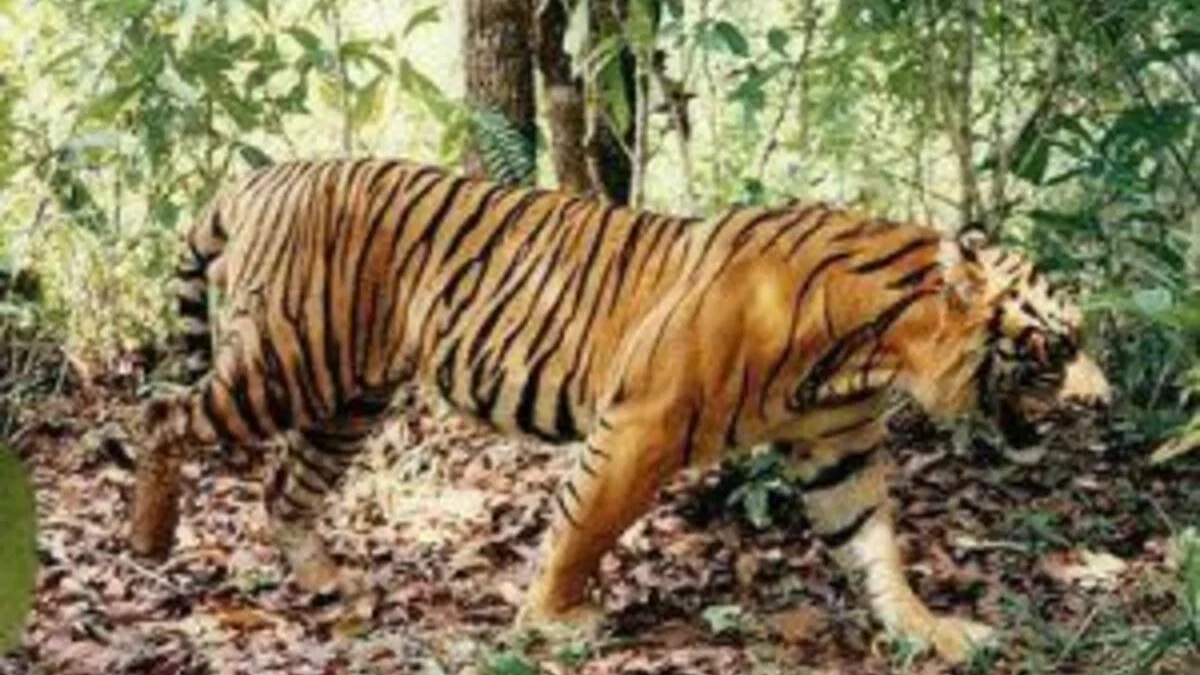 Menguak Fakta: Benarkah Harimau Jawa Masih Berkeliaran di Hutan Jawa?