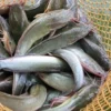 Bisa Menjadi Bisnis yang Sangat Menguntungkan, 6 Jenis Ikan Konsumsi Bisa Dibudidayakan 
