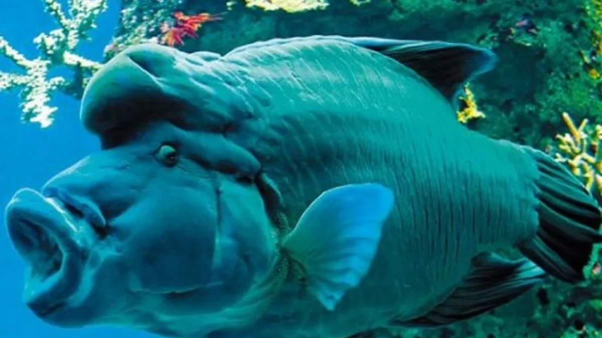 Sangat Langka Sekali, 7 Jenis Ikan yang Sudah Jarang Ditemui di Perairan Indonesia 