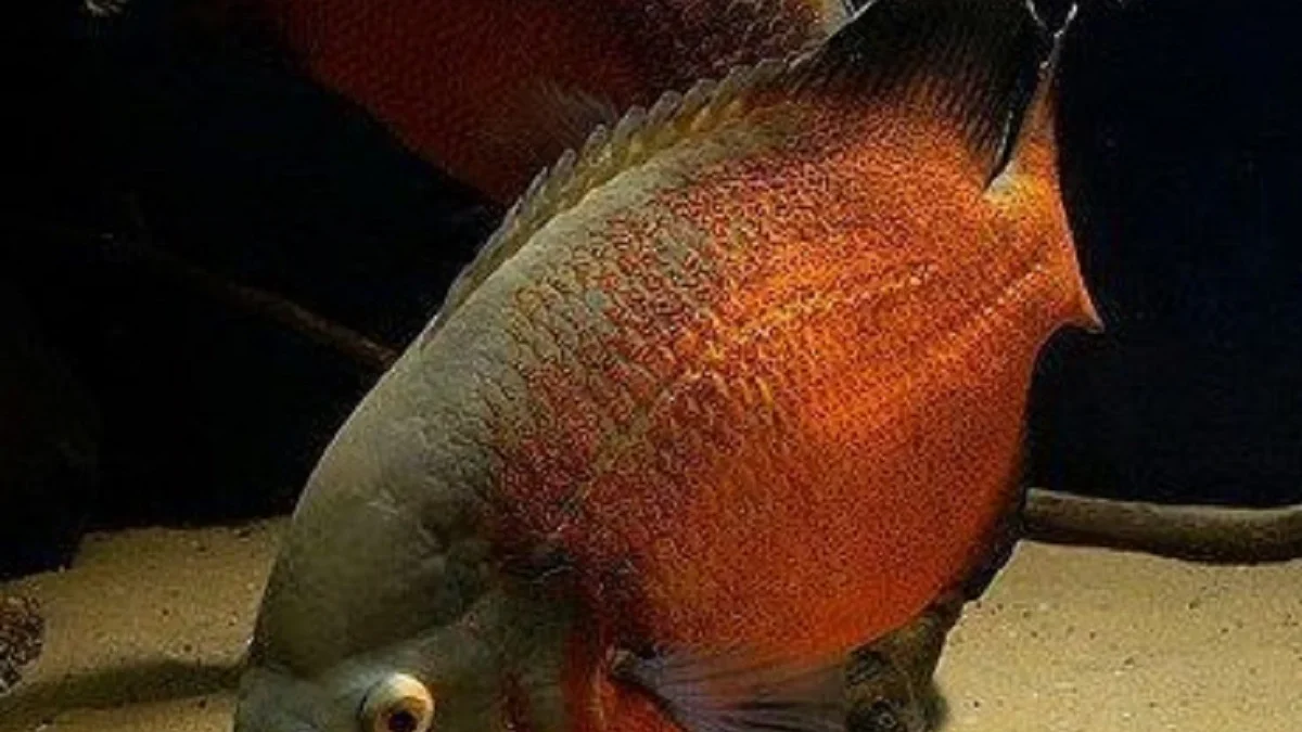 Sangat Menawan dan Eksotis, 5 Jenis Ikan Oscar yang Populer Dikalangan Penghobi Ikan Hias Predator 