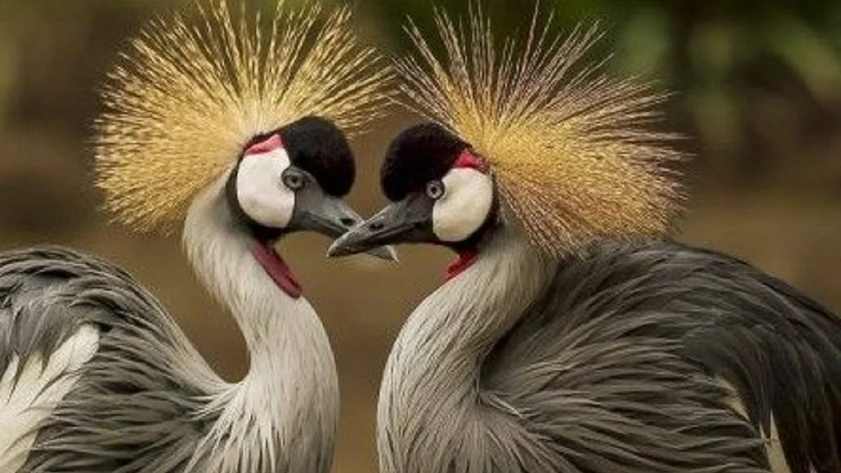 Sangat Anggun, 5 Fakta Menarik Burung Jenjang Mahkota, Sebagai Burung Nasional Negara Uganda 