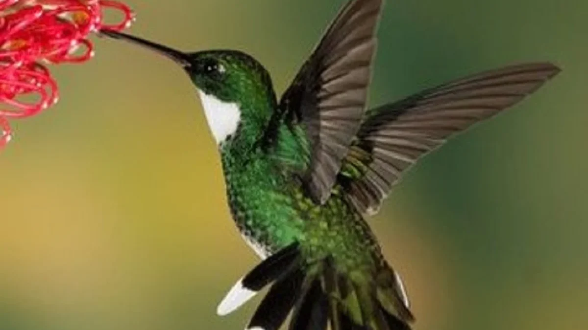 Inilah 6 Fakta Menarik dari Burung Kolibri, Burung yang Mempunyai Badan Mungil