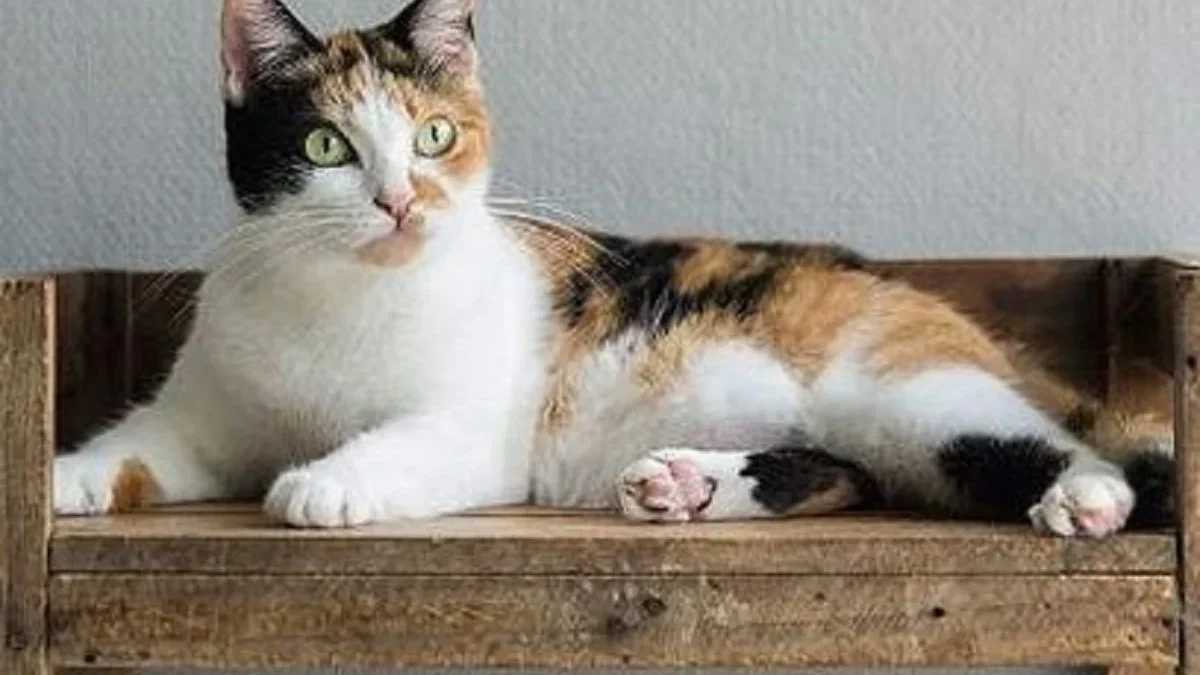 5 Fakta Menarik Tentang Kucing Belang 3, Ternyata Sangat Jarang Sekali Kucing 3 Warna Berkelamin Jantan 