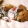 5 Manfaat Tidur Bersama Kucing yang Mungkin Belum Kamu Ketahui, Salain Nyaman