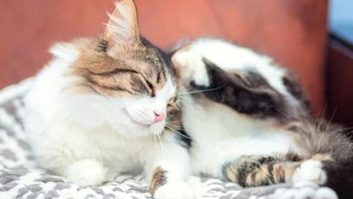 5 Obat Kutu Kucing Terbaik, Yang Membuat Kucing Peliharaan Terbebas Dari Kutu dan Sehat 
